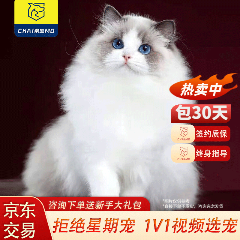 什么宠物猫温顺 什么猫咪温顺