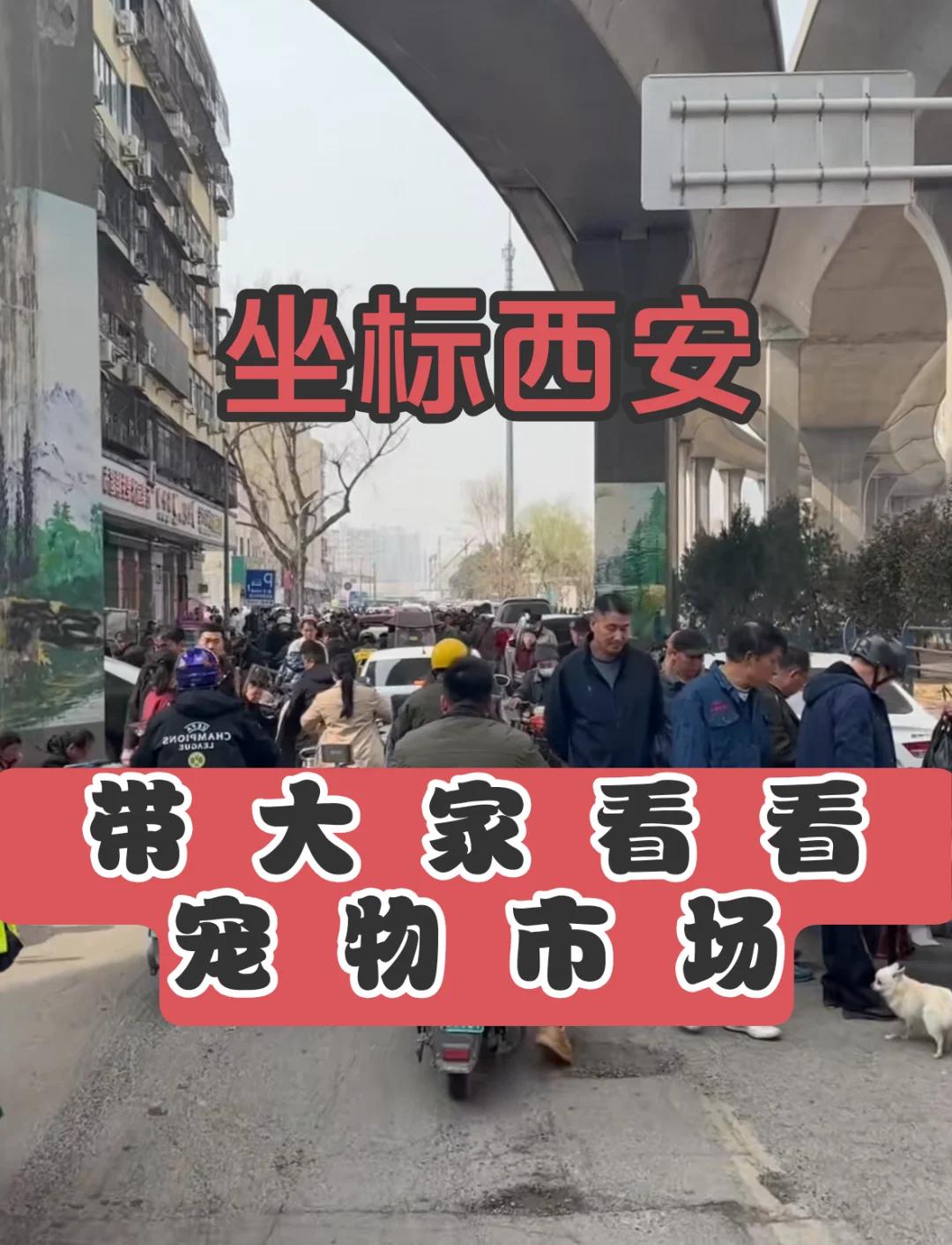 西安宠物买卖 西安宠物买卖网
